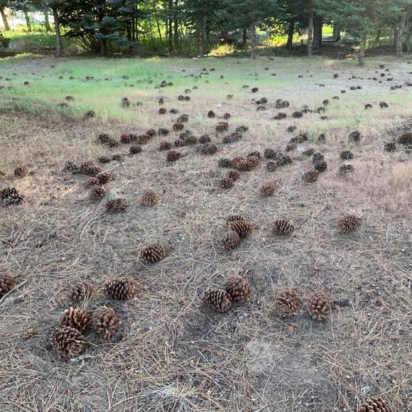 Pinecones - Picture 2 of 4